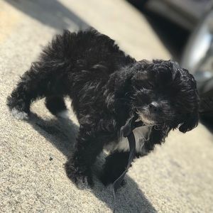 Meet your Posher, Keisha